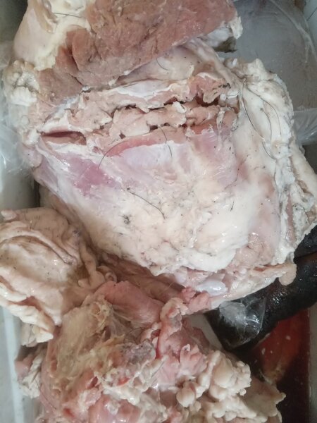 Viande de Porc africai  raîche