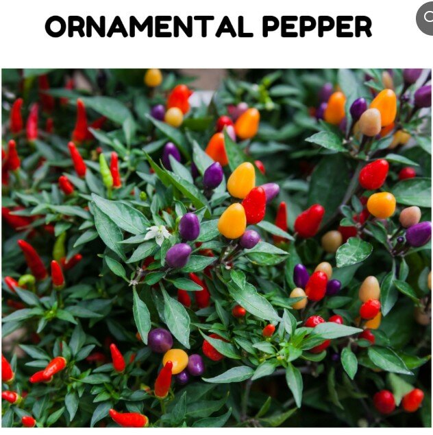 Ornamental Pepper Seeds