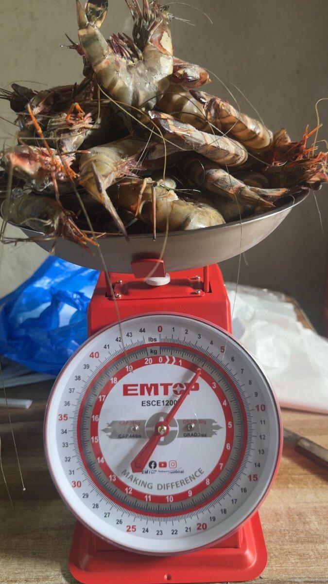 Gambas tigre  les gros le kilo