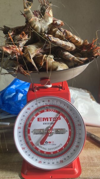 Gambas tigre  les gros le kilo