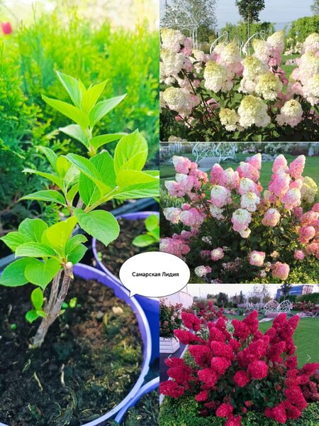 Метельчатые гортензии