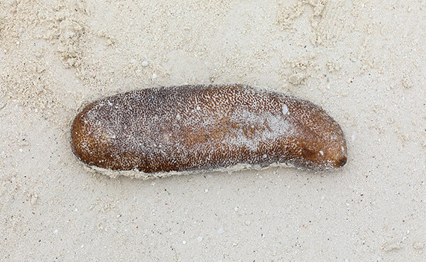 Concombre de mer frais au kilo