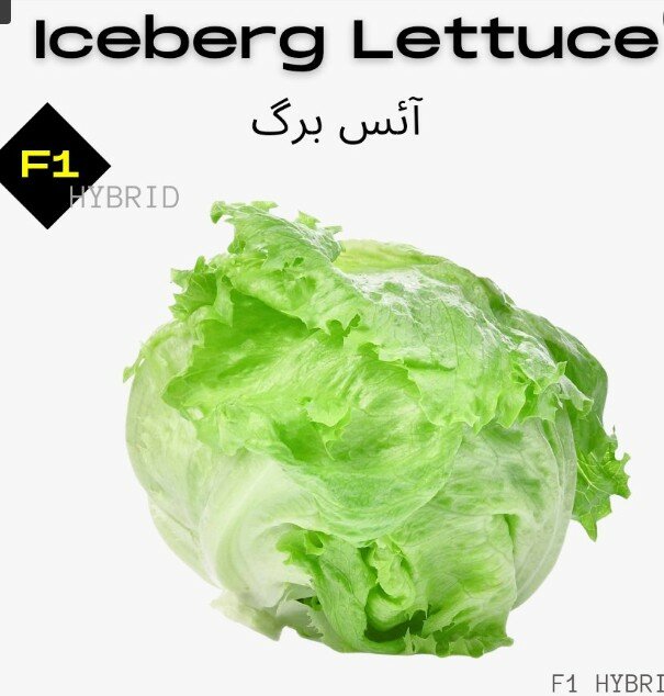 Iceberg Lettuce, F1 Hybrid 