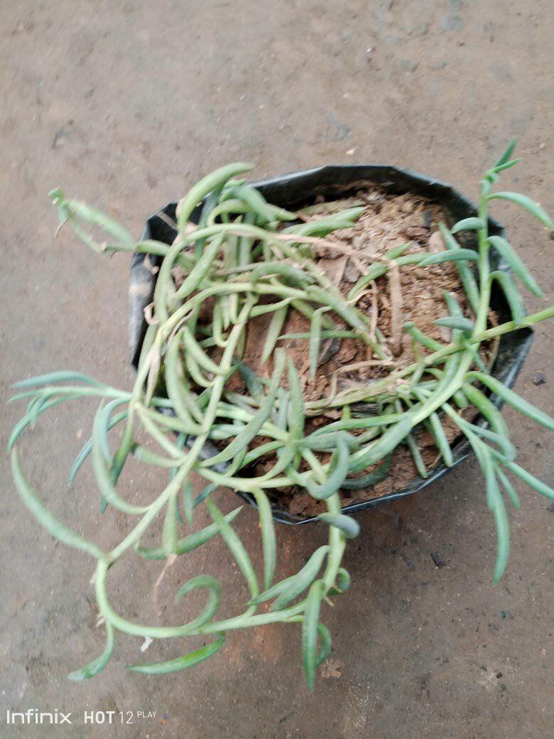 plantes vertes d'intérieur