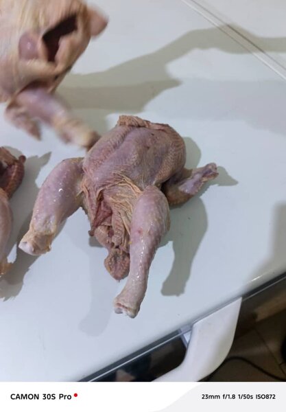 Poulet de chair frais