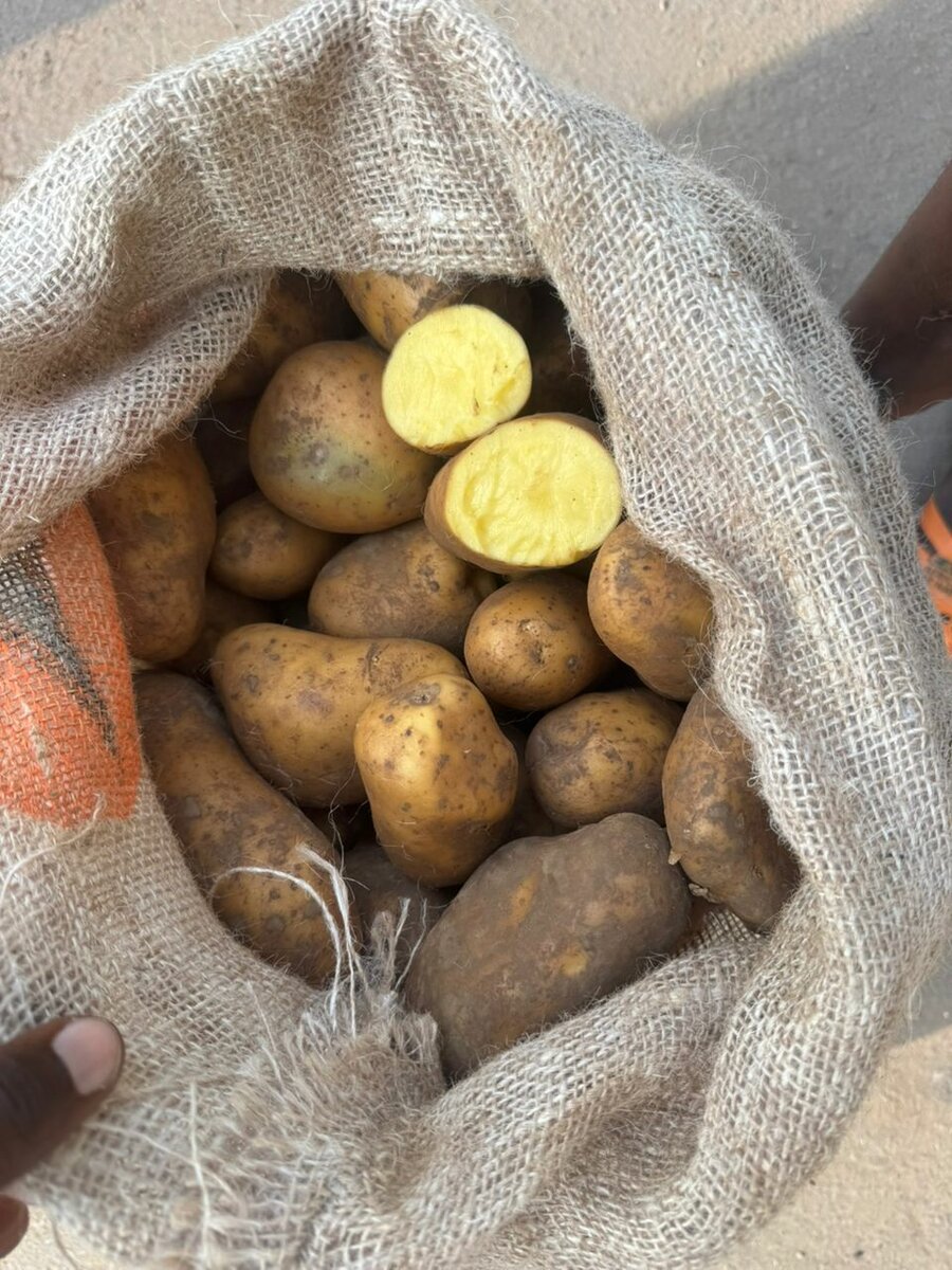 Pommes de terre fraîches en sac