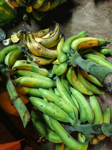 Bananes Plantains Fraîches