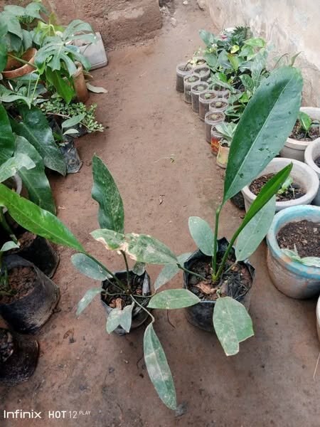 plantes vertes d'intérieur