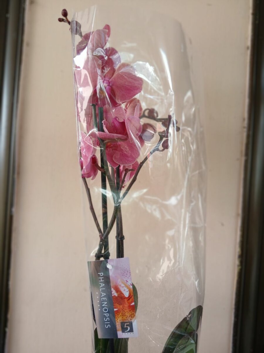 Phalaenopsis Orchids