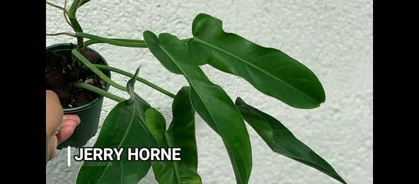 plantes vertes d'intérieur