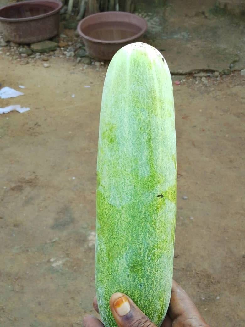 Concombres frais bio