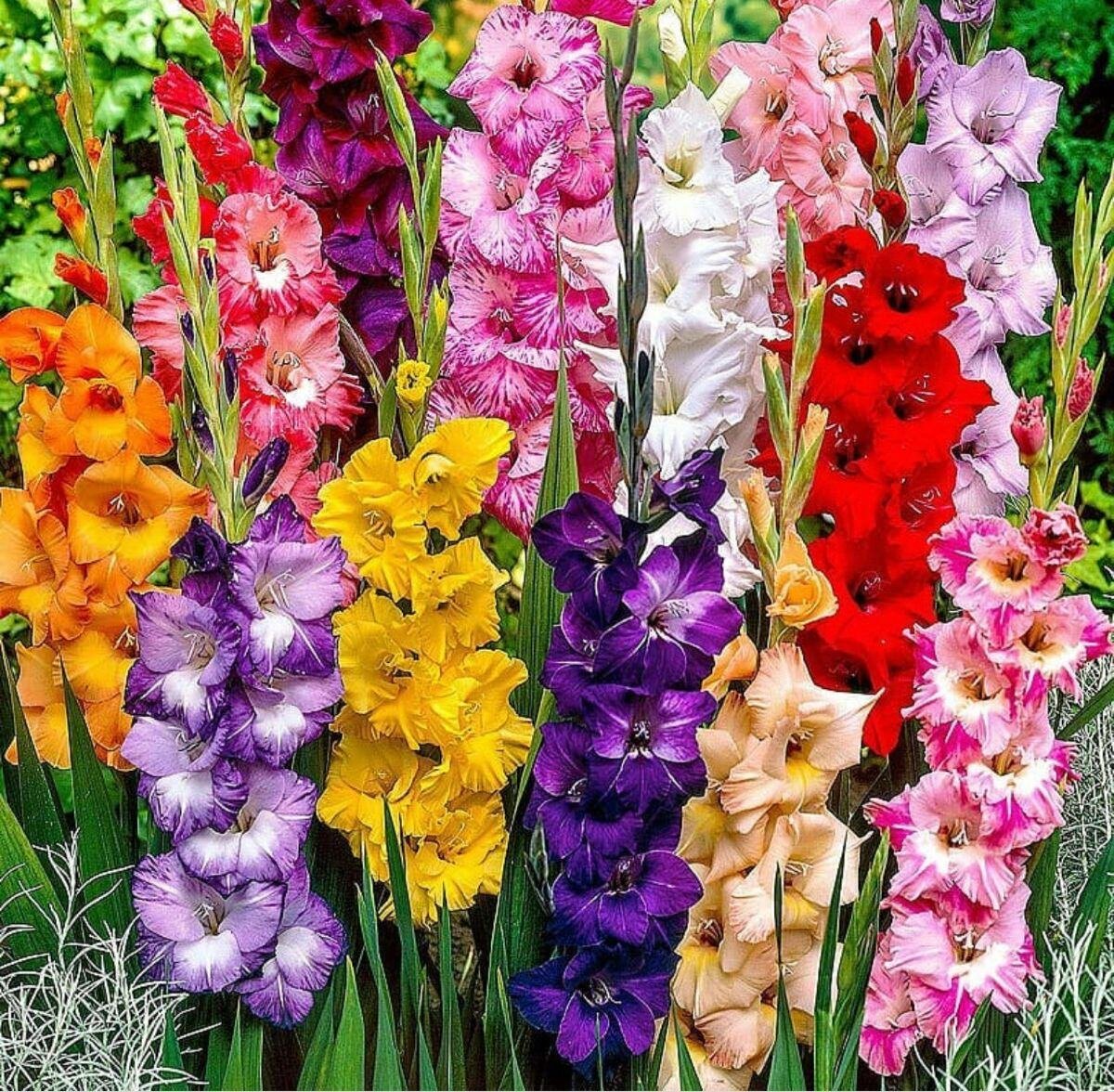 Гладиолусы