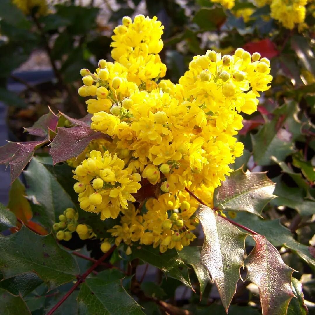 Магония поддуболистная