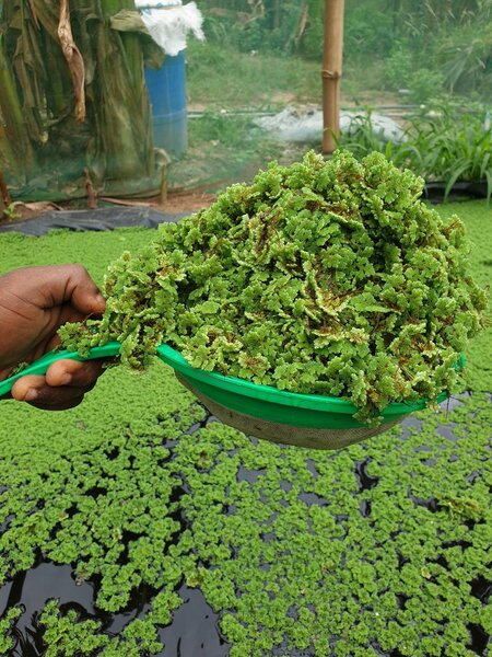 Azolla