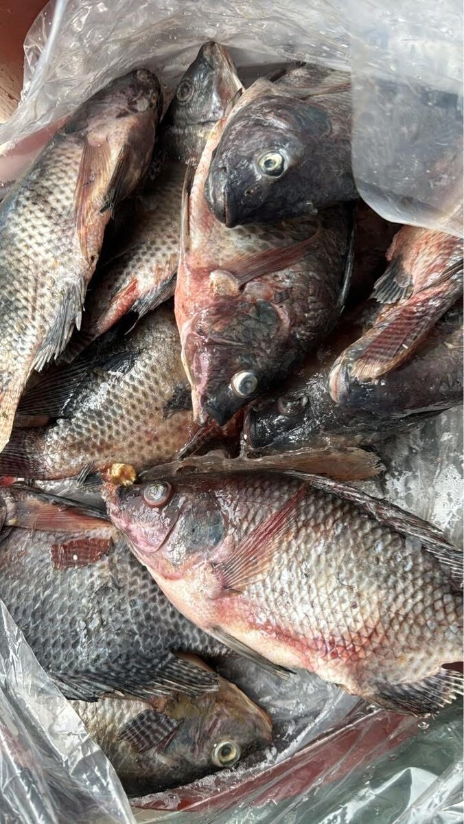 Tilapia fraîche 500 à 800+