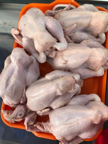 Poulets prêts à cuire