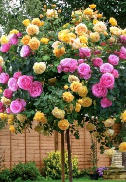 Штамбовые розы