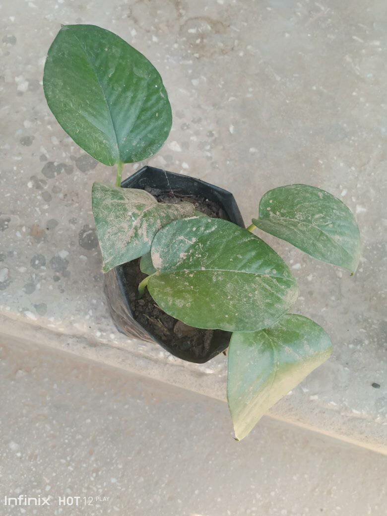 plantes vertes d'intérieur