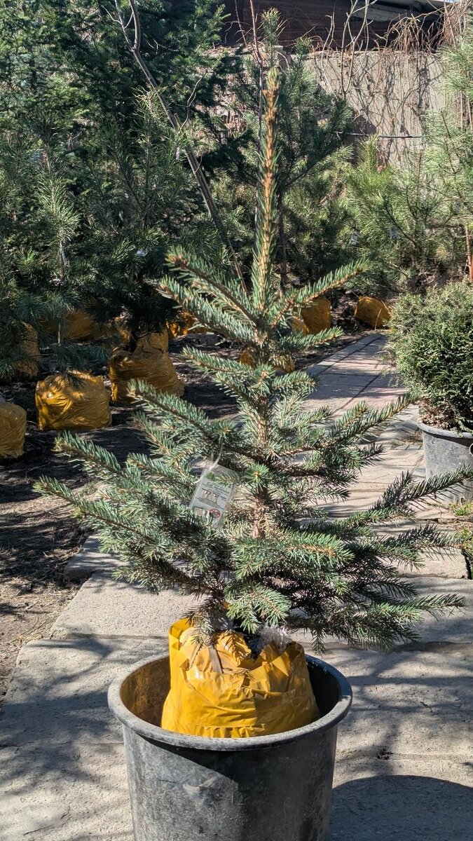 Ель Голубая колючая.