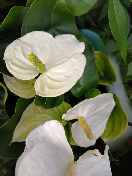 Anthurium