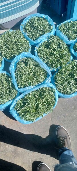 Vegetables seedlings,Ear Tag Applicators,Ear Tag's,