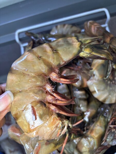 Gambas tigré bien frais