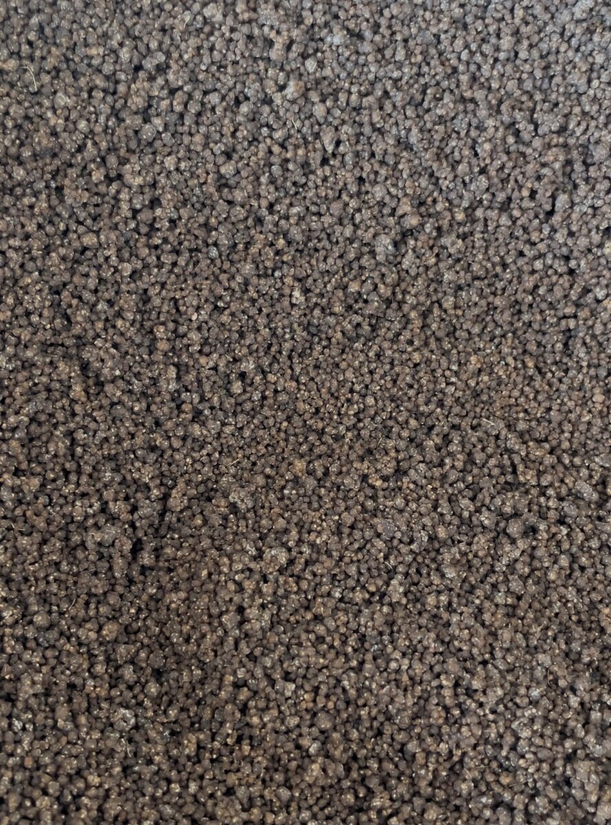 Grain de dêguê sec