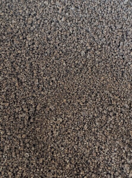 Grain de dêguê sec