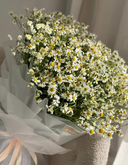 Кустовые ромашки