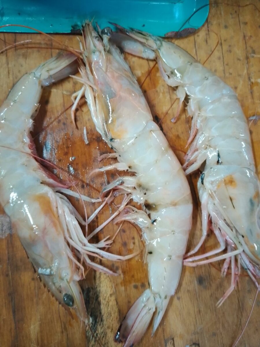 Gambas