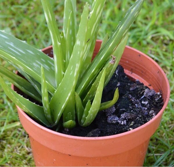 ALOE VERA PLANT