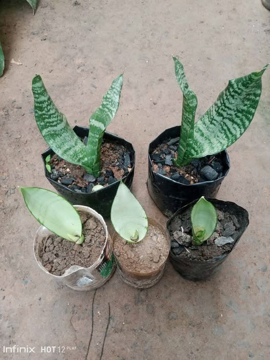 plantes vertes d'intérieur