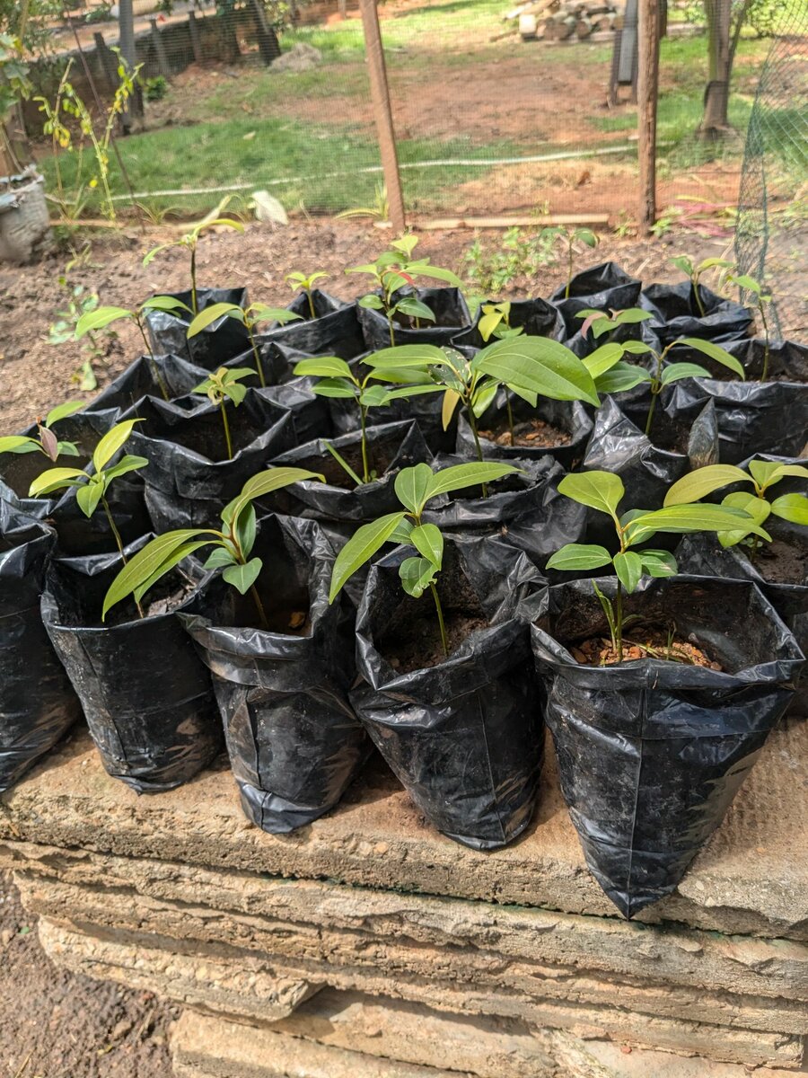 Ceylon cinnamon plant