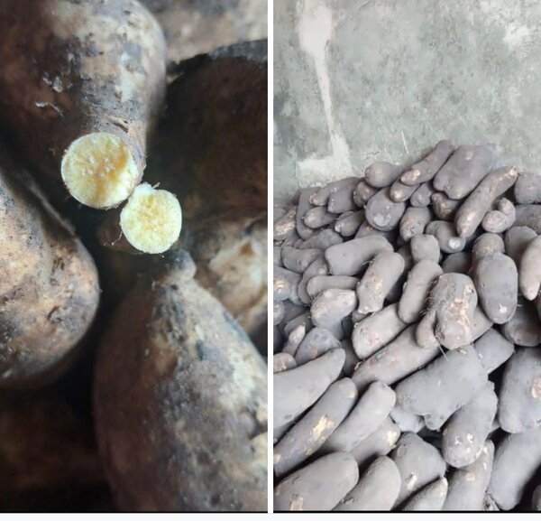 Yam Africain Frais Biologique