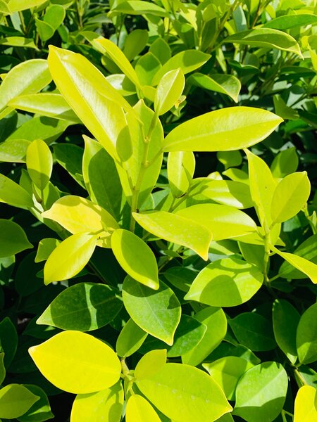 Yellow  ficus