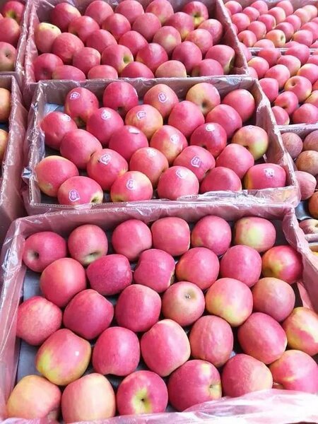 Fruits and Vegitables wholesale free delivery