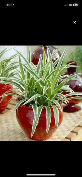 Daniella plant and spider plant for sale