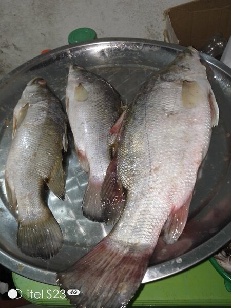 Poisson capitaine, Cameroun.