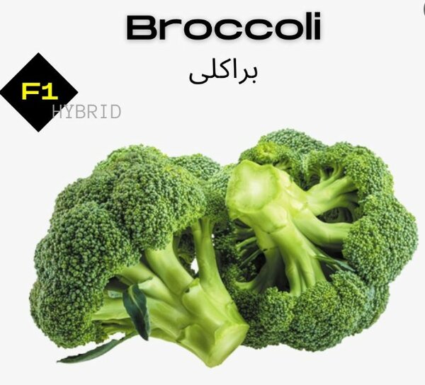 Broccoli Seeds, F1 Hybrid براکلی