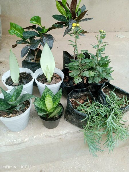 plantes vertes d'intérieur