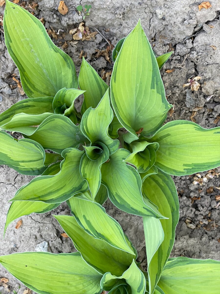 Хоста (есть сорта)