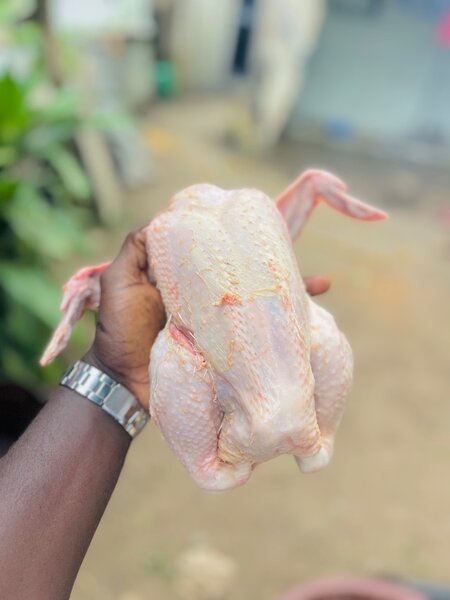 Poulets de chairs frais