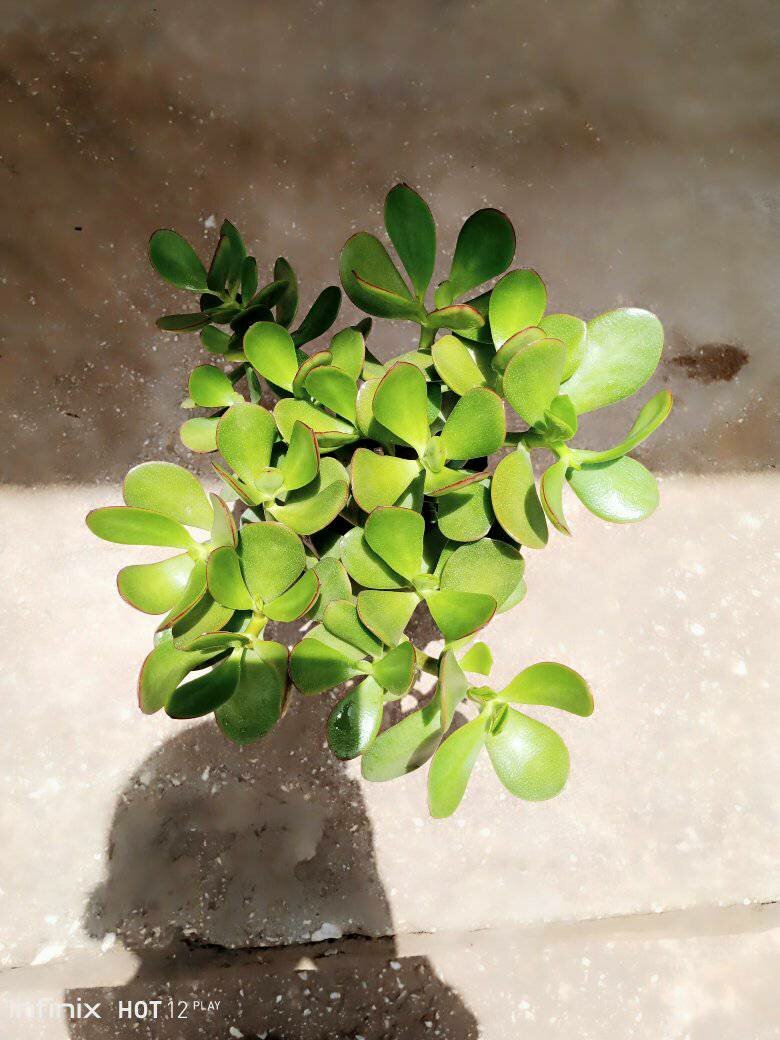 plantes vertes d'intérieur