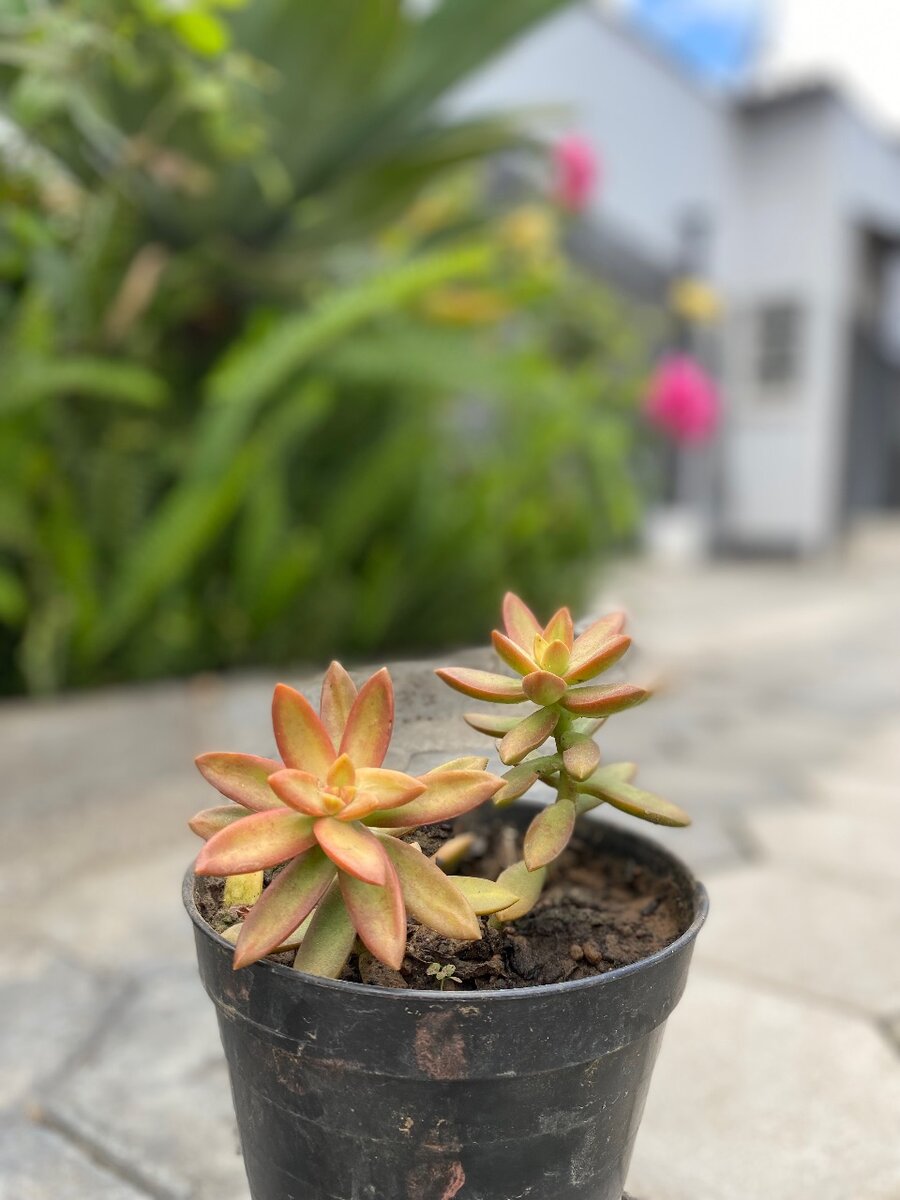 Garden plant