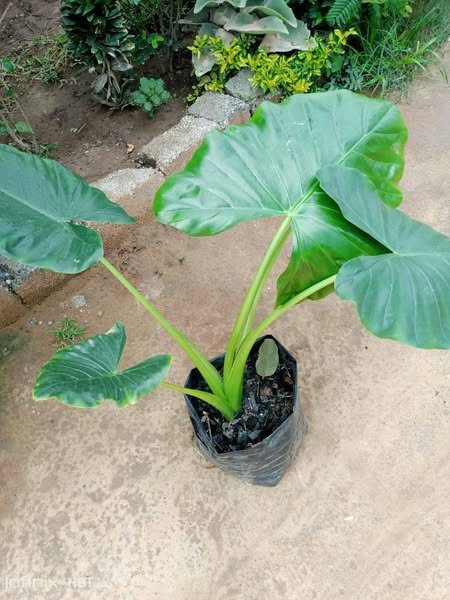 plantes vertes d'intérieur