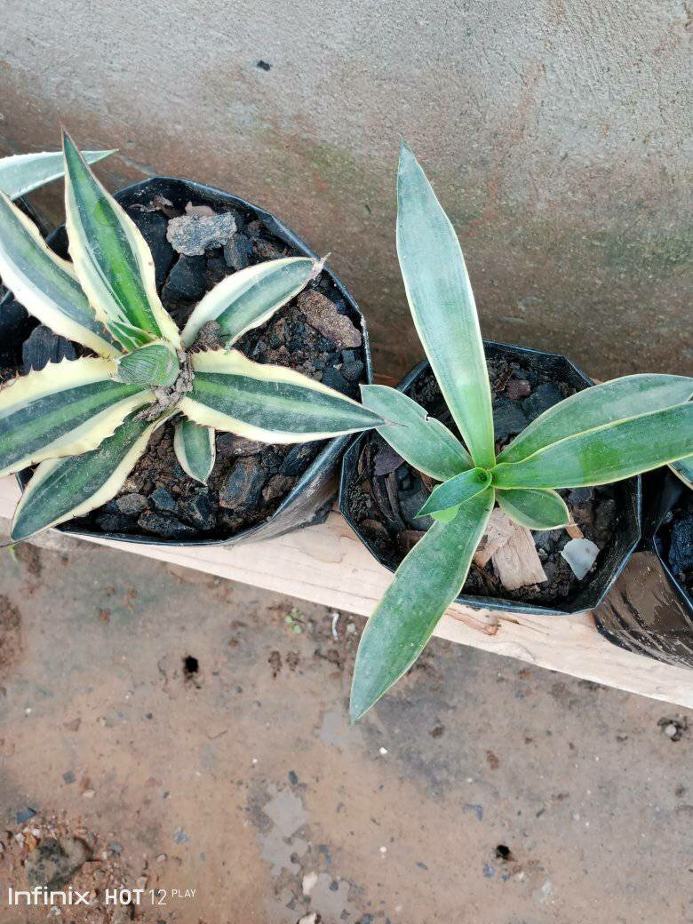 plantes vertes d'intérieur