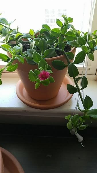 plantes vertes d'intérieur