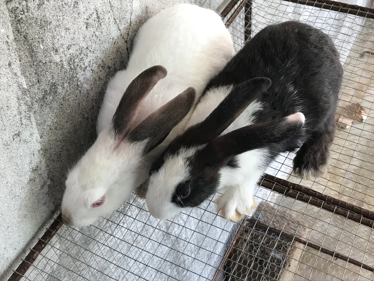 Lapins de compagnie adorables