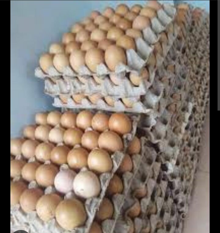 Œufs Frais de Poule