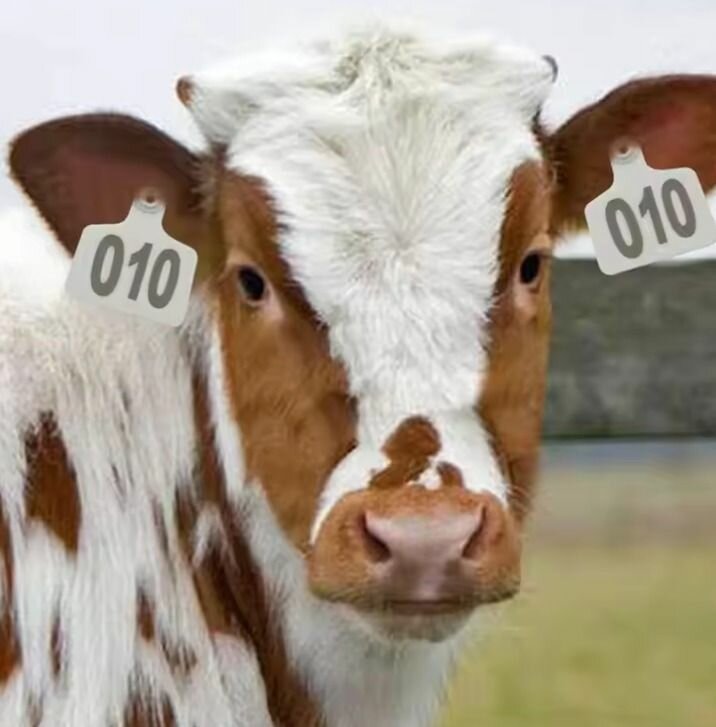 Boucle d'identification